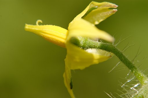 さらに近くの家庭菜園で〜