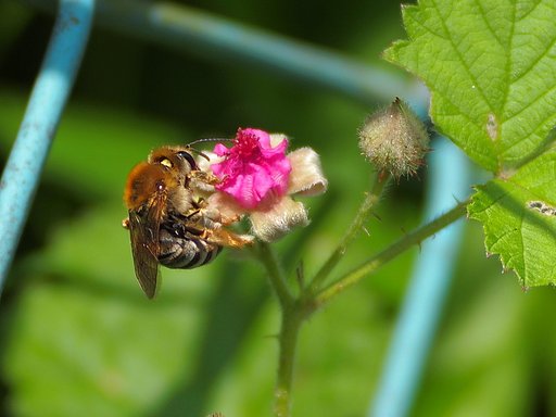 赤花に魅せられて
