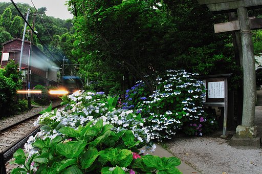 紫陽花の季節