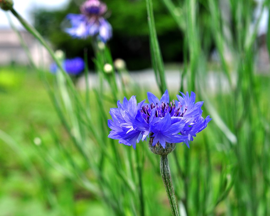 道端の花
