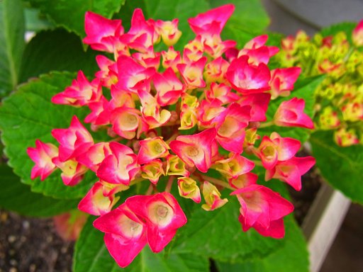 ドピンクの美しい紫陽花
