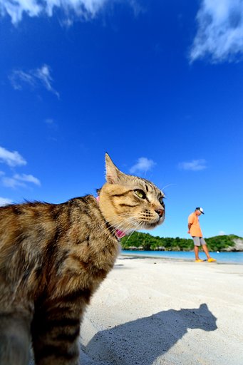 暑いにゃ〜