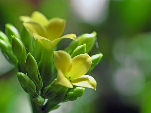 カランコエ開花