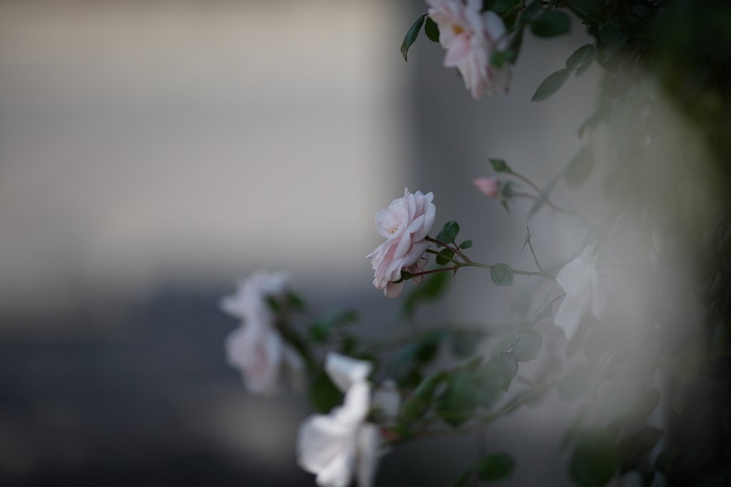 薔薇