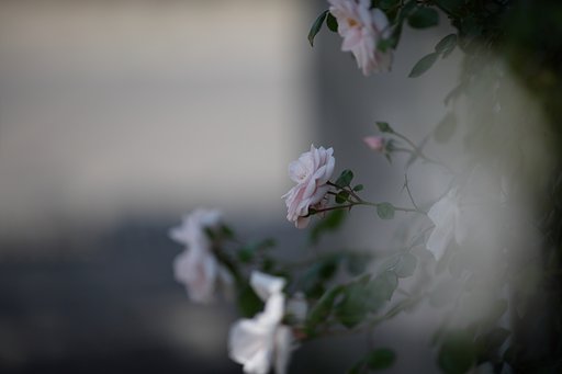 薔薇