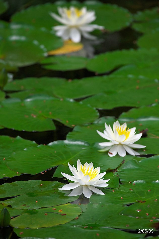 香山公園（睡蓮)