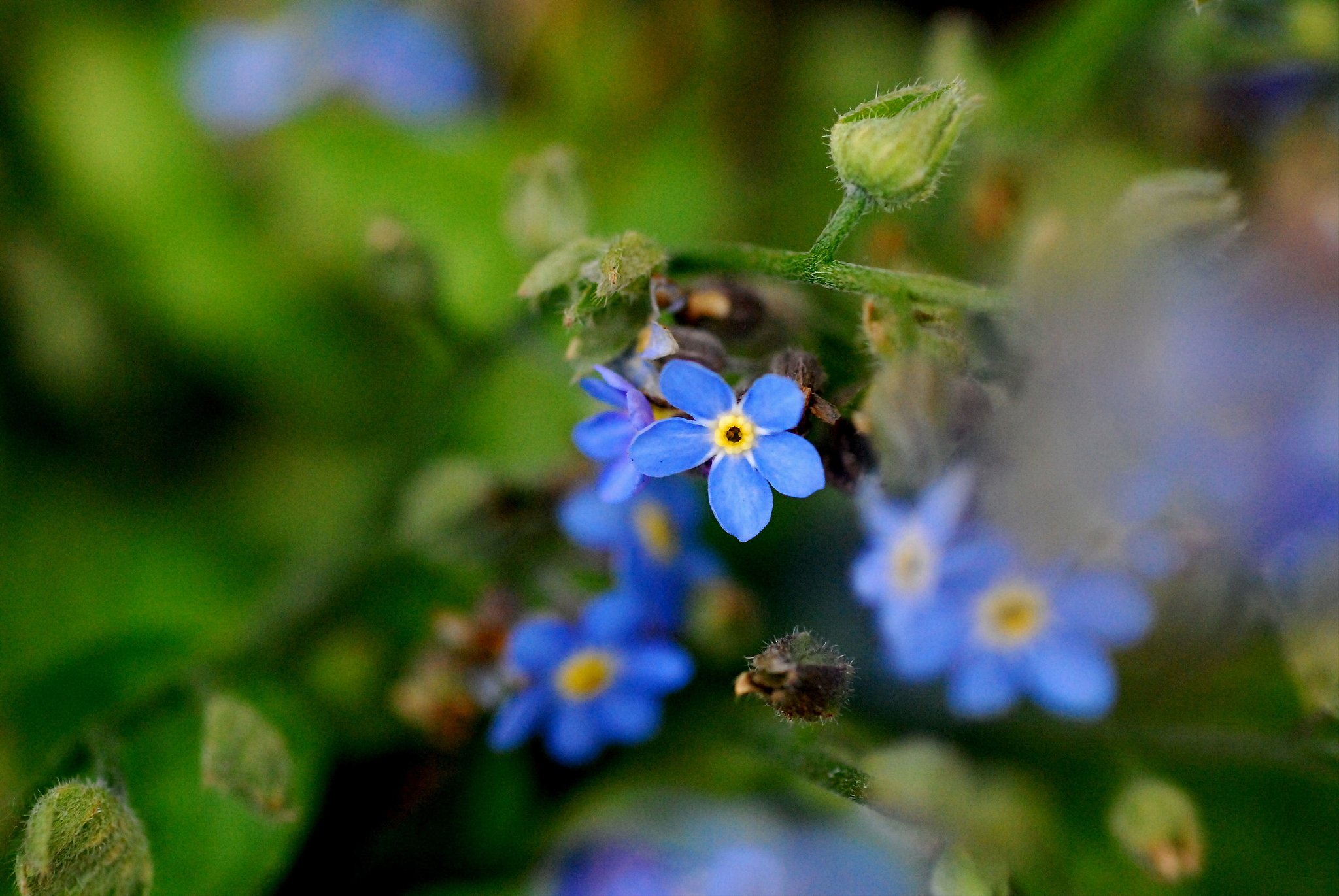 忘れな草？
