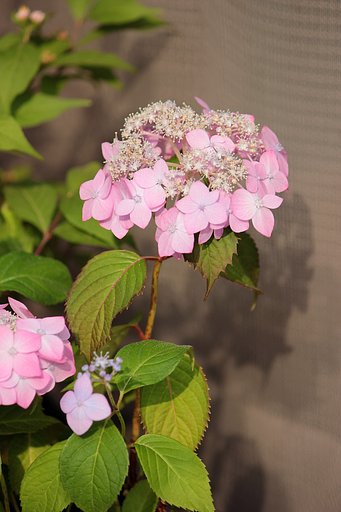 ガク紫陽花「天使のえくぼ」