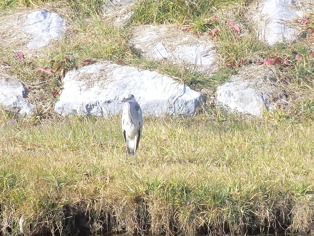 鳥