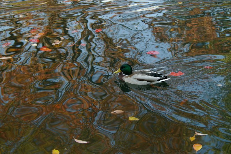 紅葉映る水面に鴨泳ぐ