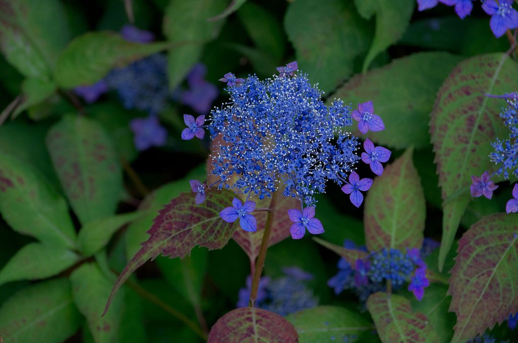 山紫陽花（だったかな？）