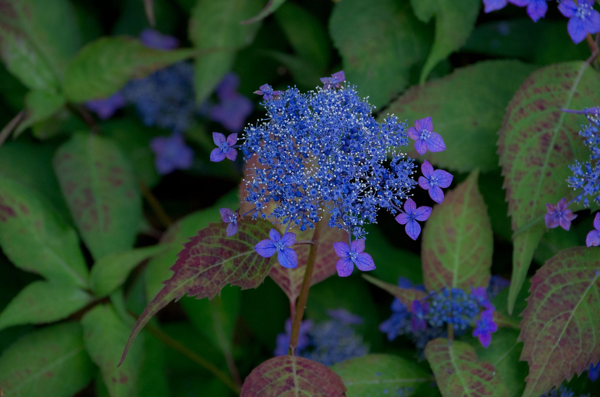 山紫陽花（だったかな？）