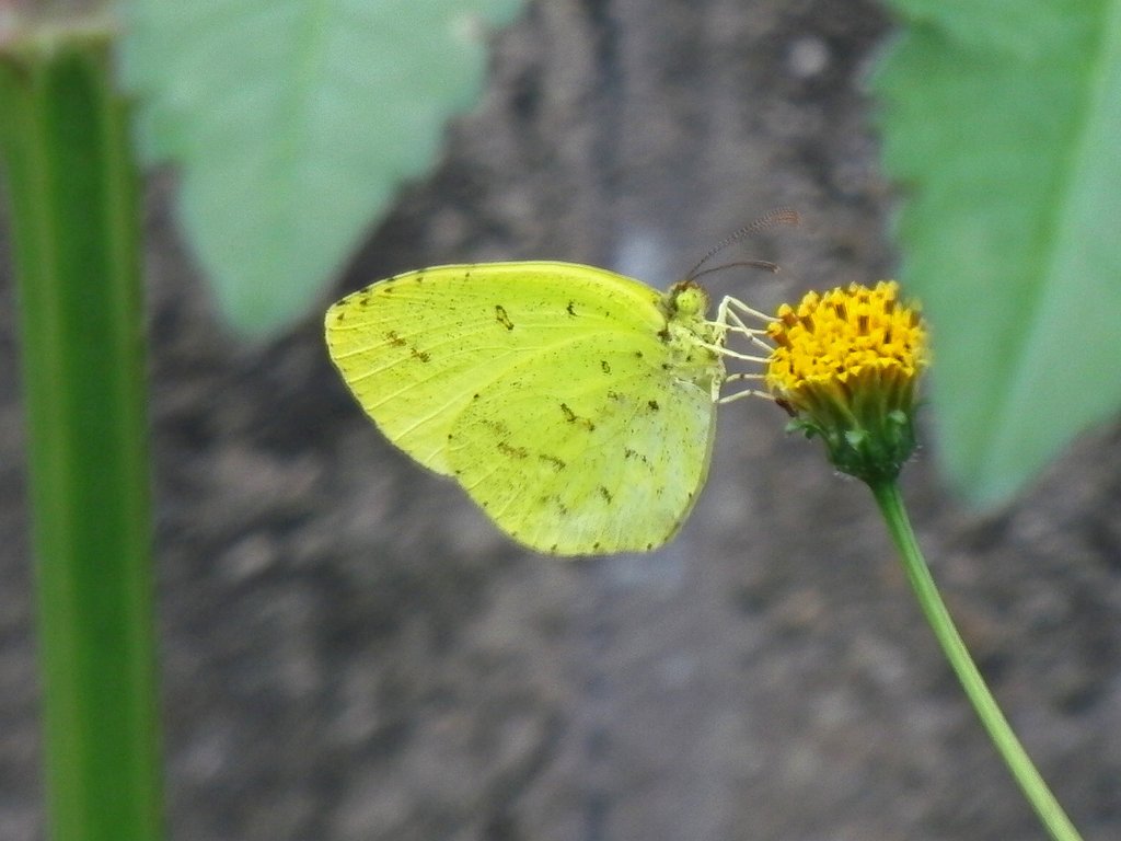 手振れキチョウ