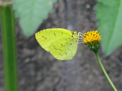 手振れキチョウ