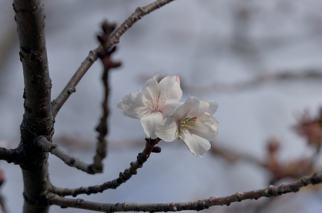 冬の桜