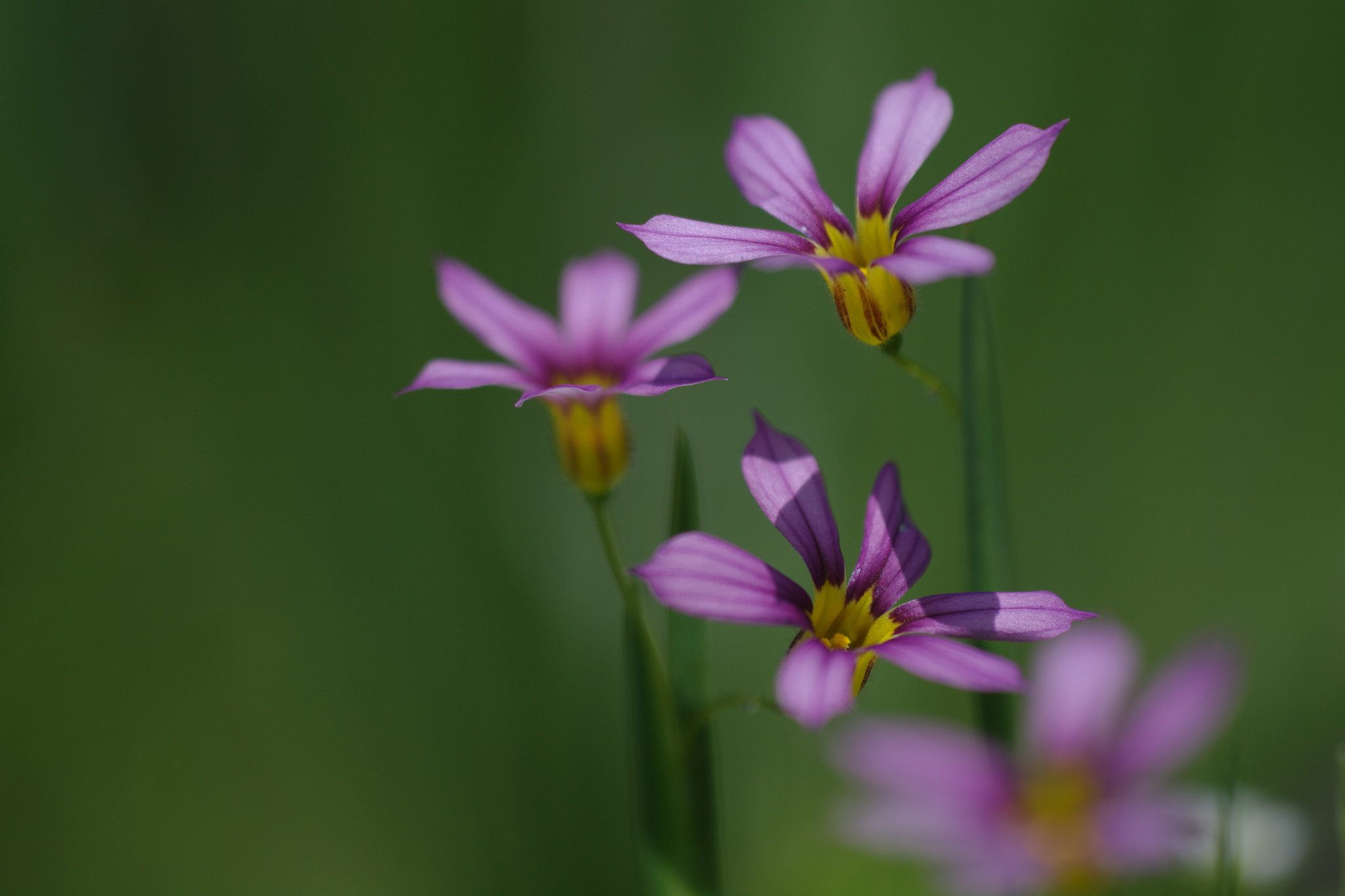 豪華なアヤメ科の花