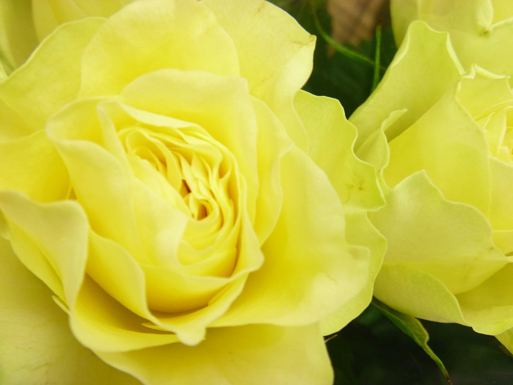 薔薇25