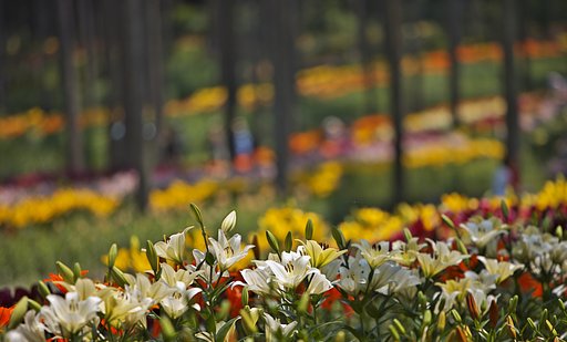 谷汲ゆり園