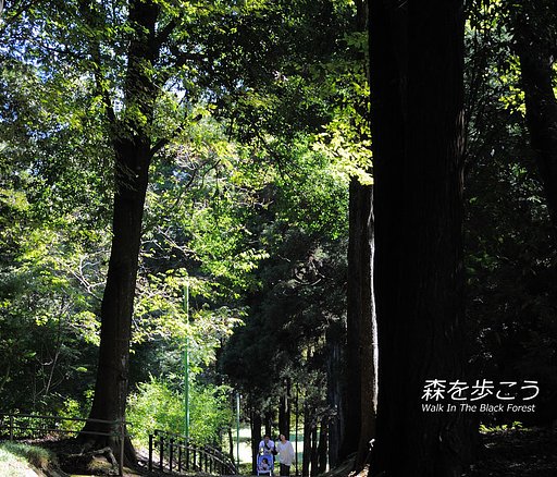 【リクエスト】森を歩こう〜Walk In The Black Forest