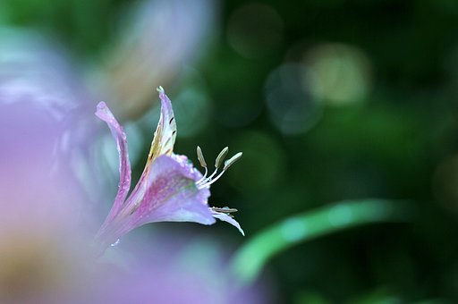 うちの庭で今盛りです