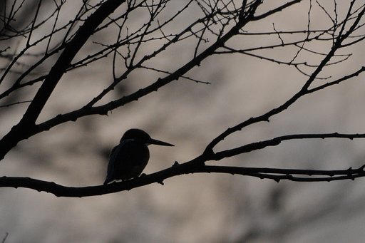カワセミ