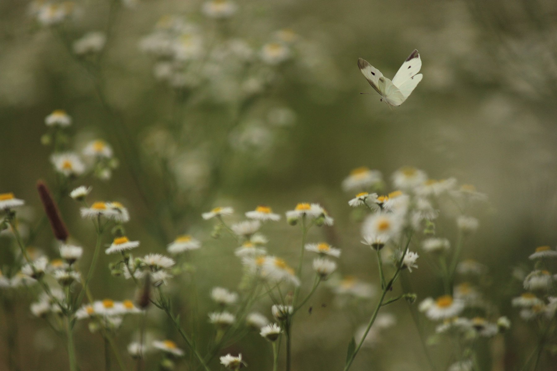 どの花へ行こうかな