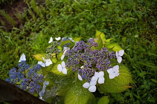 甘茶の花が少しそれらしく・・。