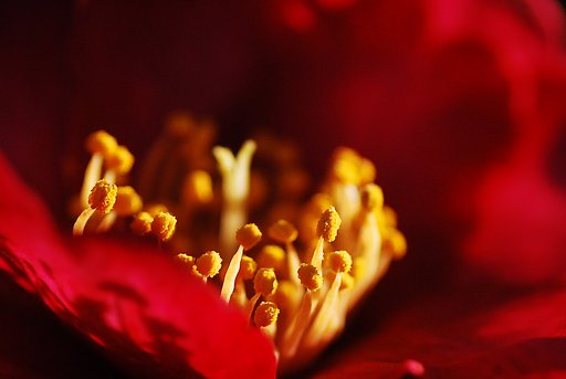 山茶花の輝き