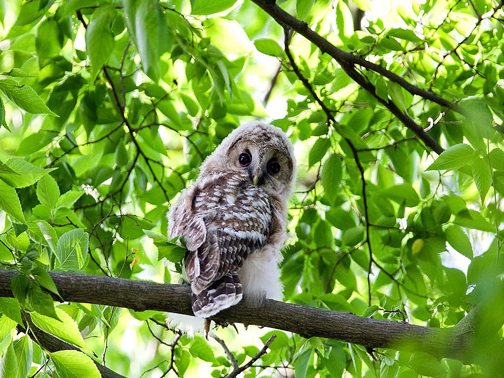 フクロウの幼鳥に出会う