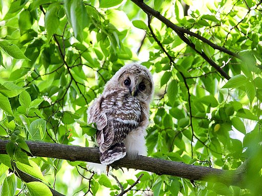 フクロウの幼鳥に出会う