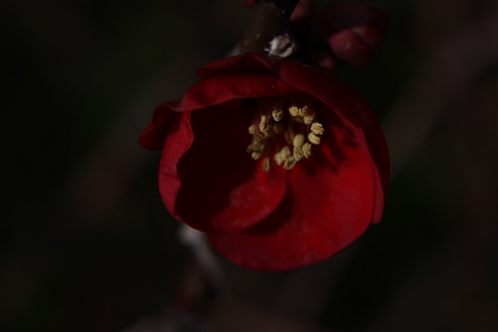 アンダーなボケの花
