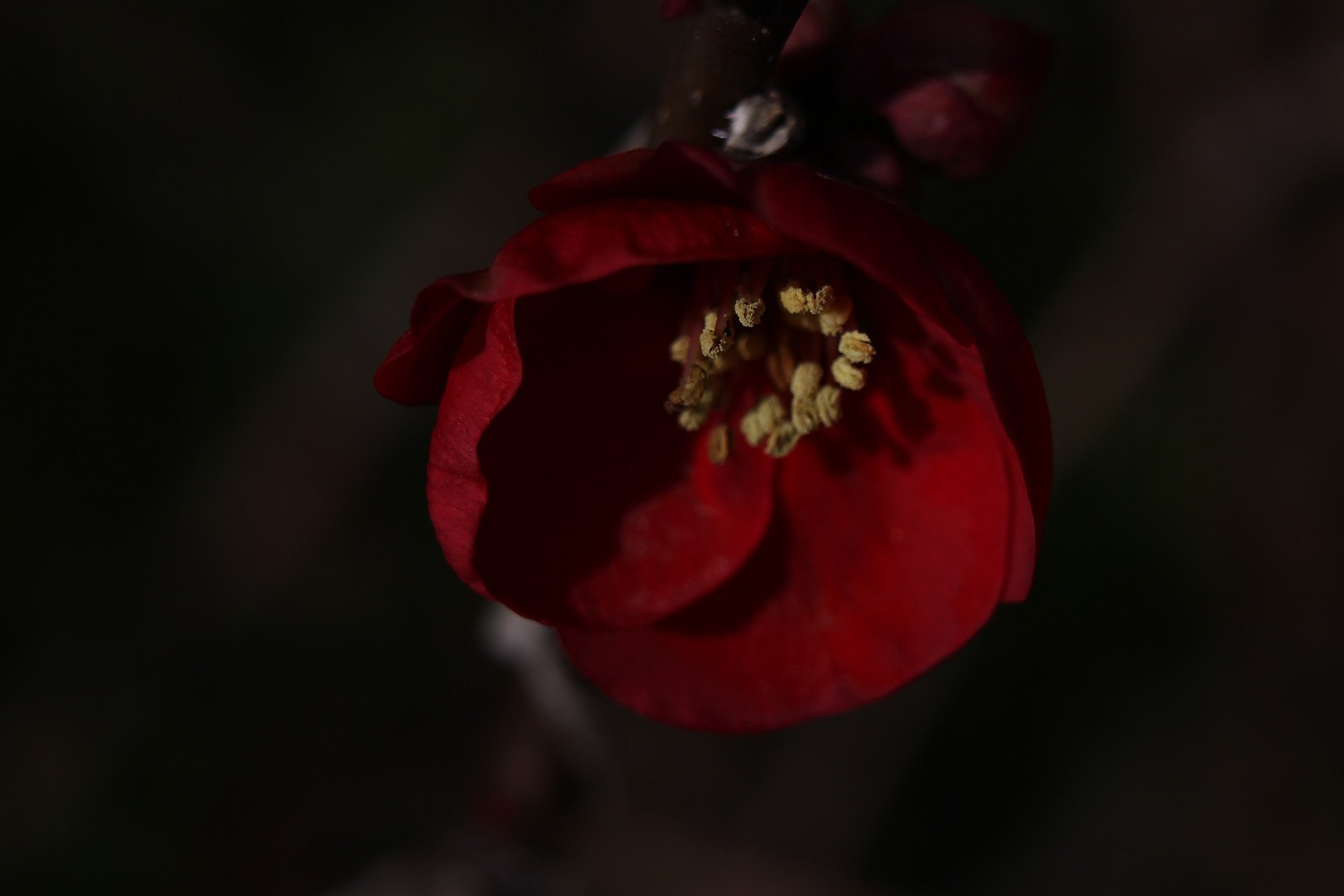 アンダーなボケの花