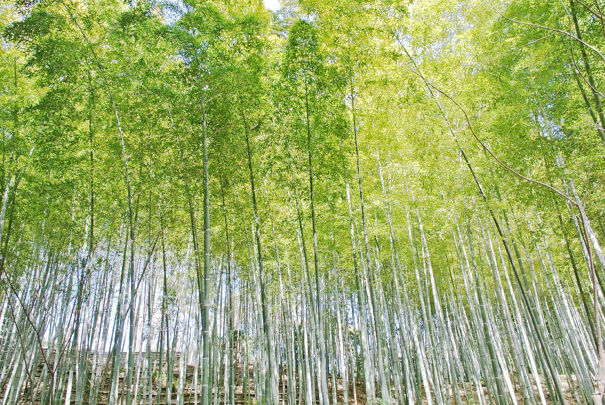 竹林