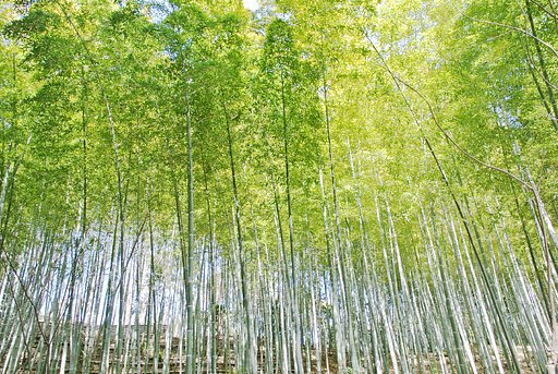 竹林
