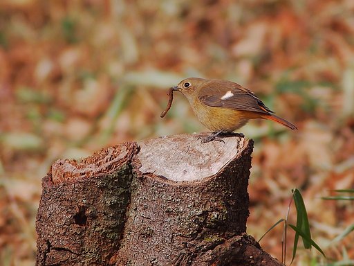 テラスで食事