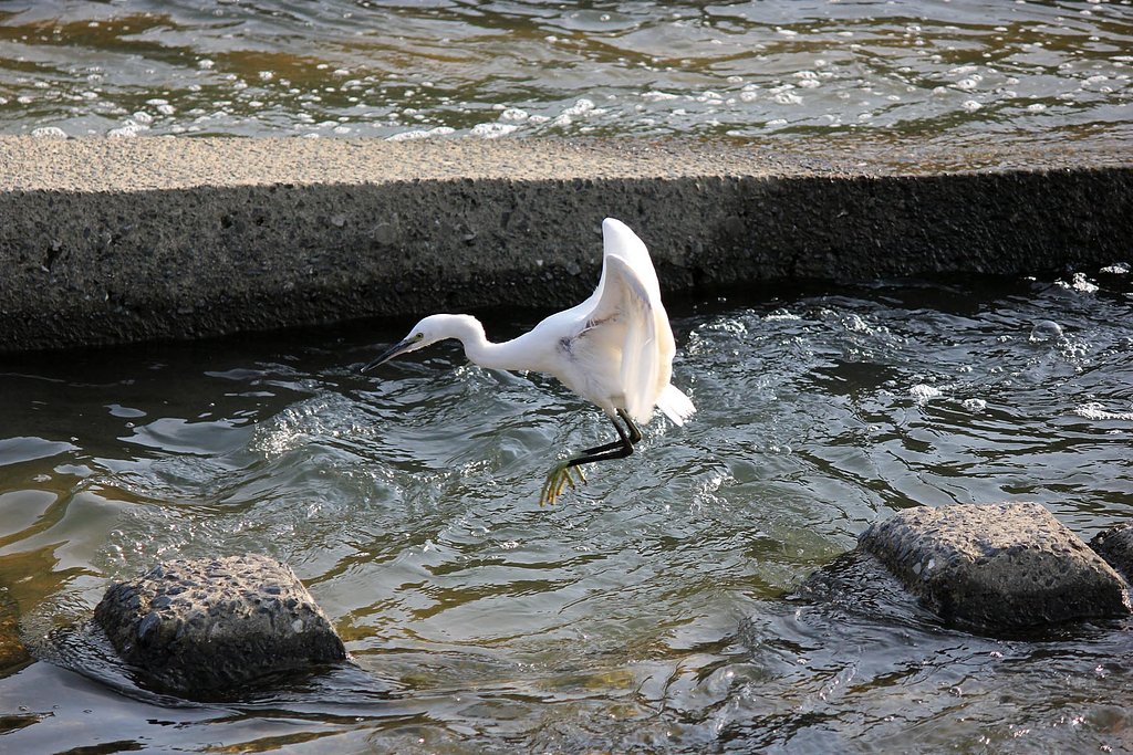 コサギの石渡