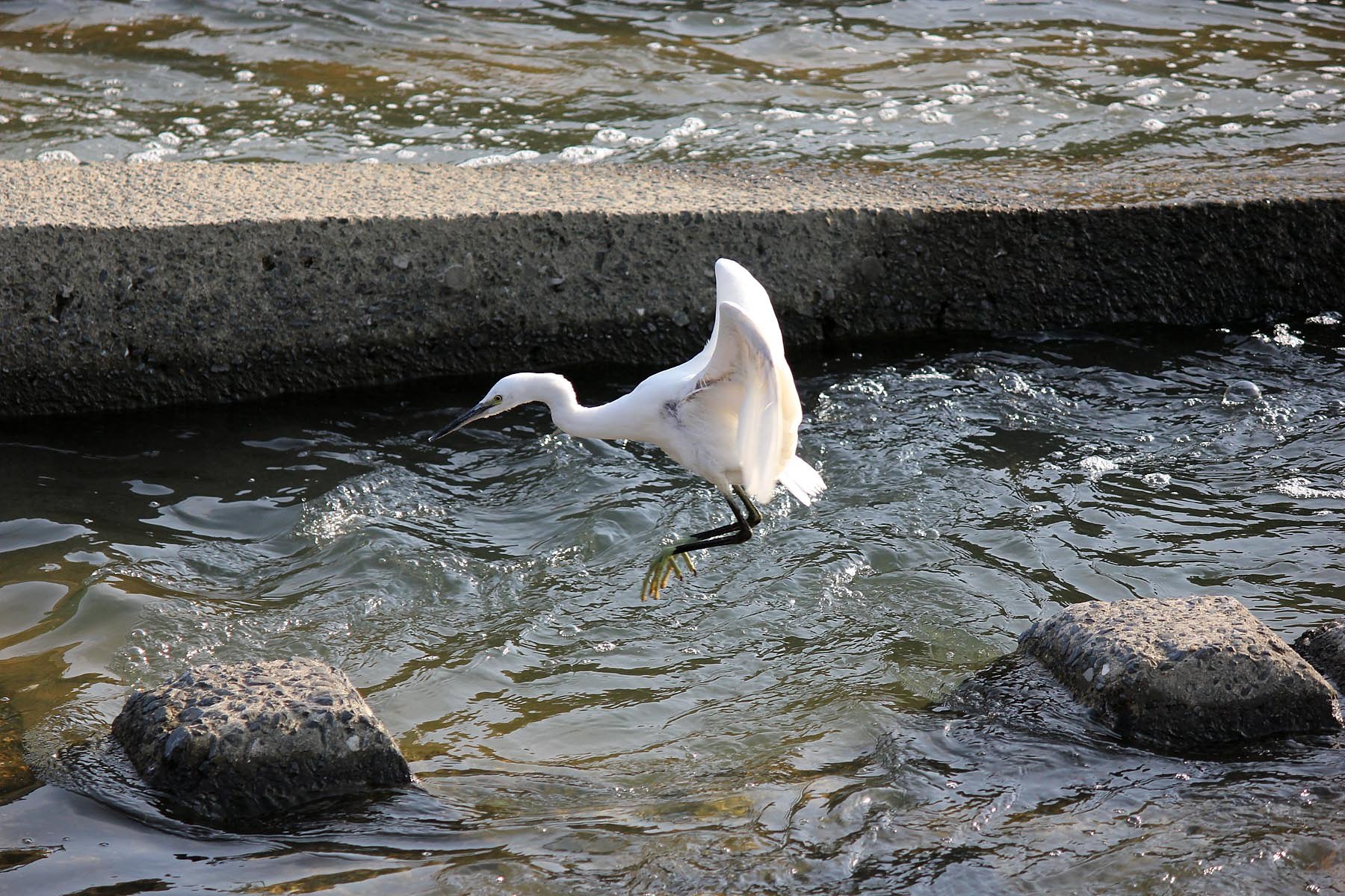 コサギの石渡