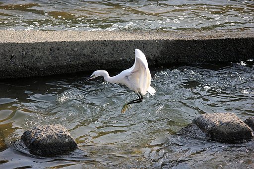 コサギの石渡