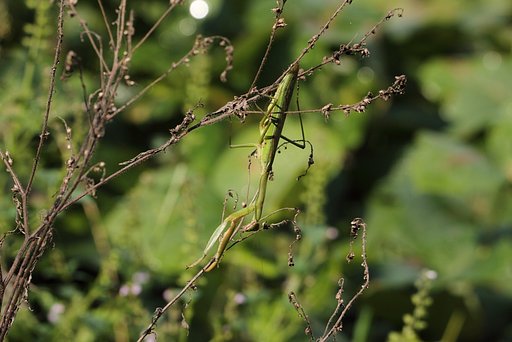 カマキリ