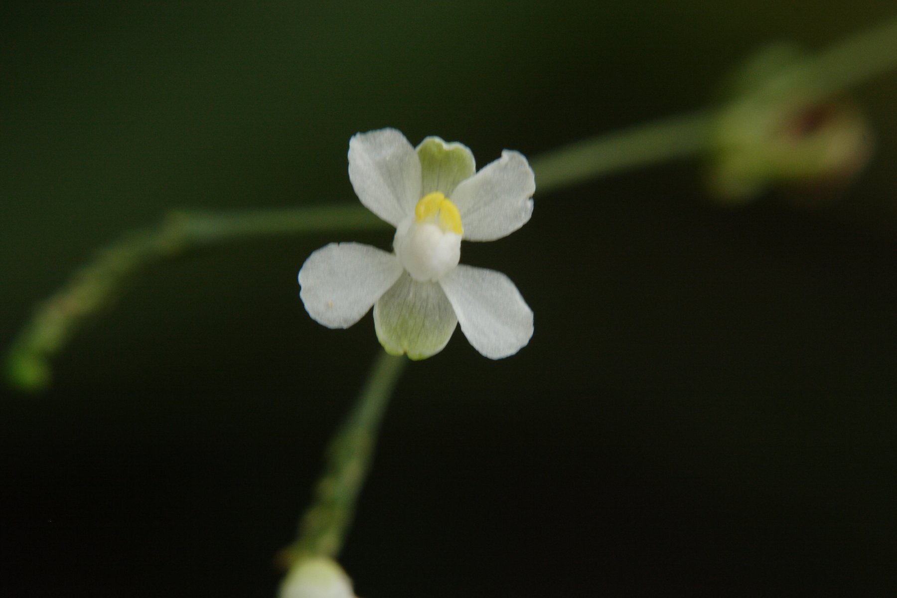 道端の花