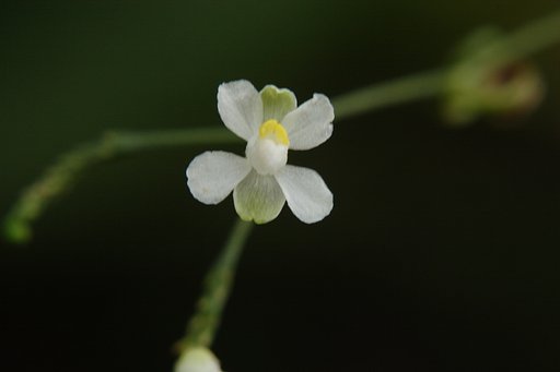 道端の花