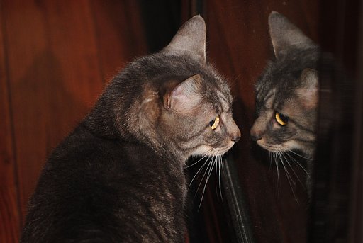 ガラスに写っているのは誰？
