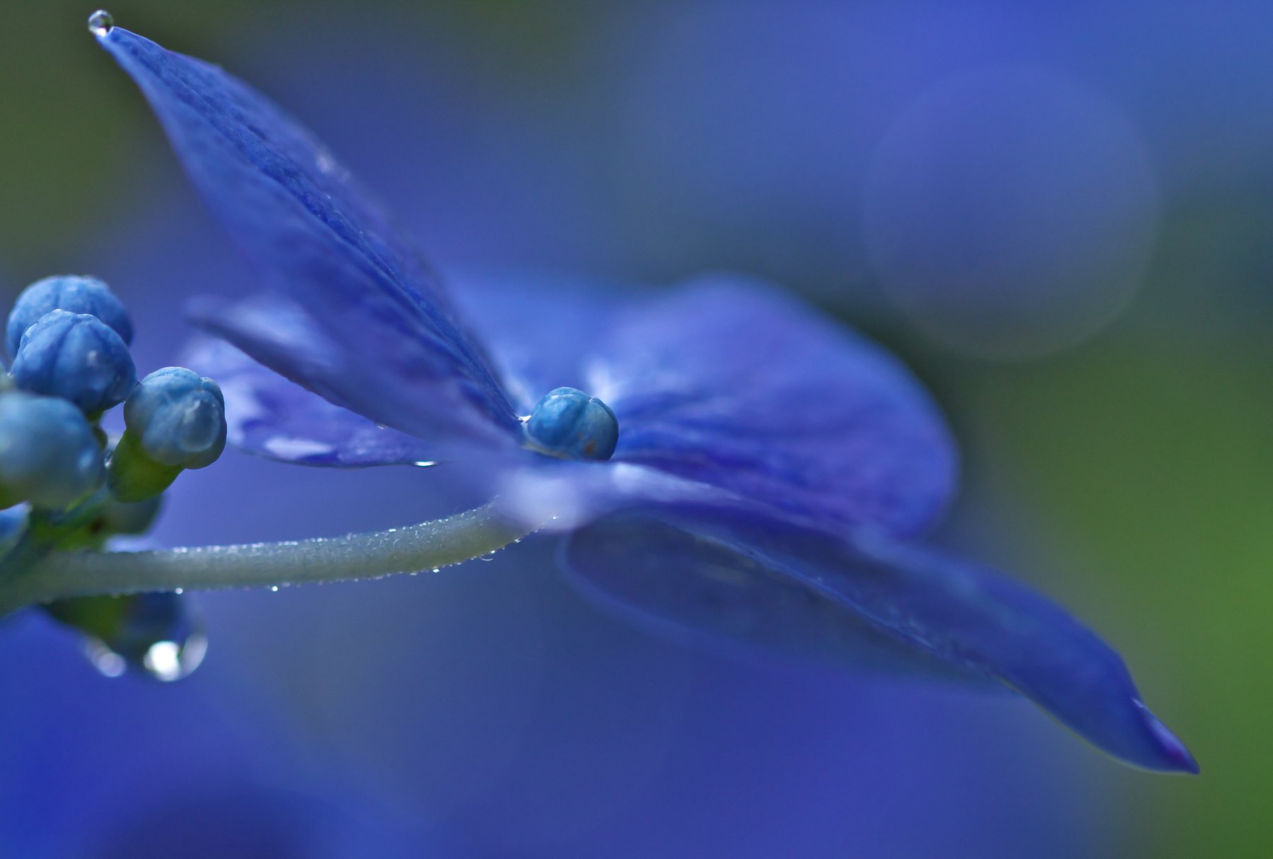 額紫陽花