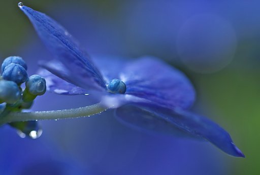 額紫陽花