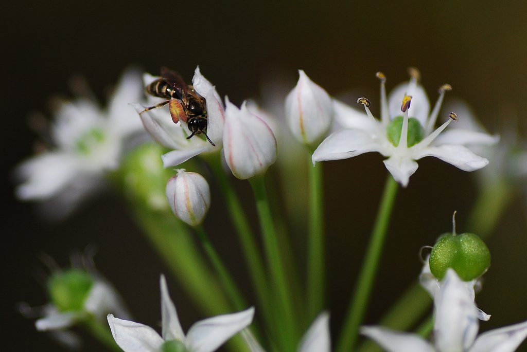 ニラの花に蜂が