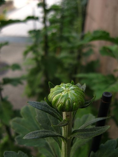 どんな花に