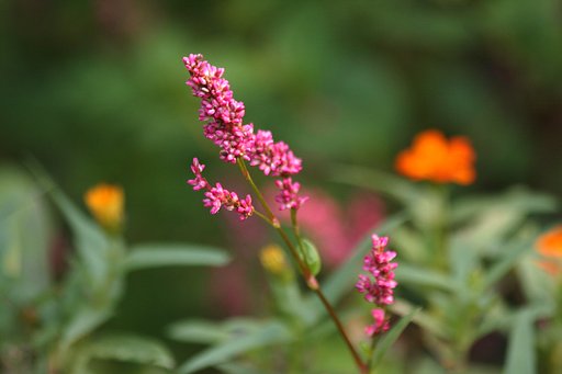 藍の花
