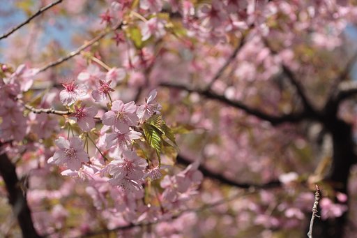 河津桜満開