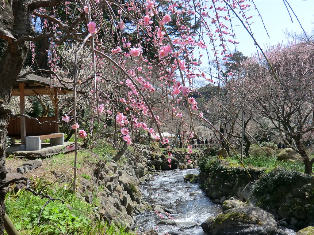 初川と枝垂れ梅