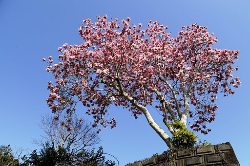 青空　と　もくれん